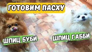 Шпиц Габби и Буби 🐾 помогают готовить пасху