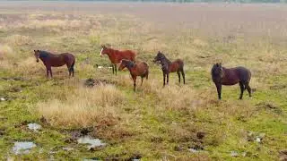 Wild Horses & Bison of Paynes Prairie Preserve, Florida | Incredible Wildlife Aerial Adventure