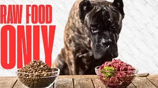 The Power of Raw Food for Dogs