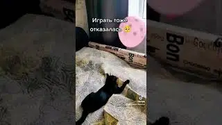 Кошку Снежок не отпускают погулять. Она на всех обиделась.