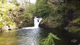 Oasis in the woods