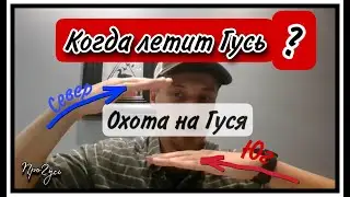 Охота на гуся осенью/когда летит гусь?/ прогноз погоды