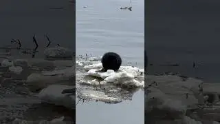 бобер / beaver