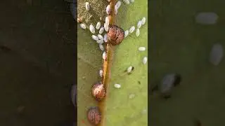Scale Insects On The Underside Of A Plant
