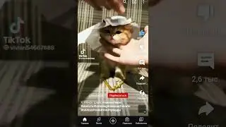 котёнок