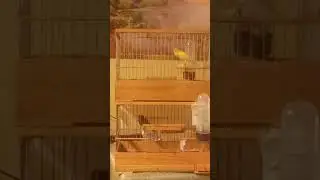 Кенари