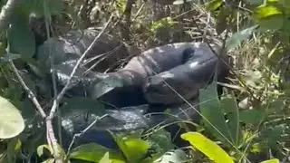 video de sucuri gigante encontrada na beira do rio. homem quase foi devorado.