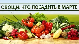 Какие овощи посадить на рассаду в марте