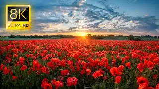 🌸 Discover the World's Most Stunning Flowers 8K ULTRA HD | Ultimate Flower Collection