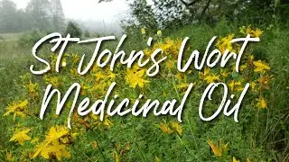Medicinal St. John's Wort Oil | Skin Medicine