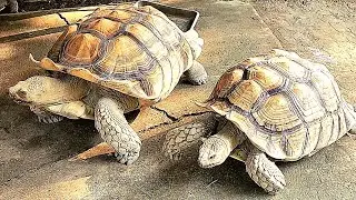 Sulcata Tortoise @Firsttimebyncn