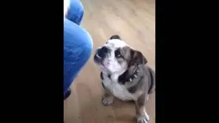 английский бульдого-вегитарианец! ))))))))))))