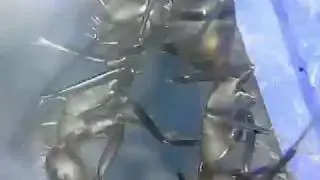 Camponotus nicobarensis and Madagascar cockroach