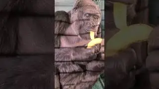 Good banana peeling technique! #gorilla #eating #banana #asmr