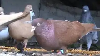 Конец дружбы с Сергей Иванычем. Голуби кружастые на даче.