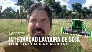 INTEGRAÇÃO LAVOURA DE SOJA E FLORESTA DE MOGNO AFRICANO