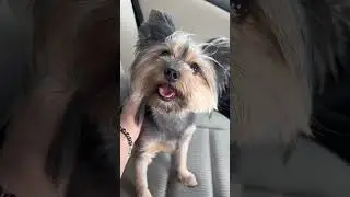Лягушка путешественница - это наша Одри 🐶 Без неё, ни шагу - никуда 👣