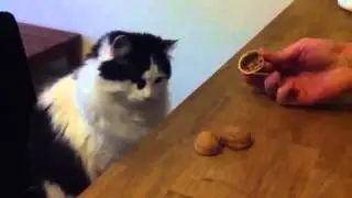 Cat Makes Guesses