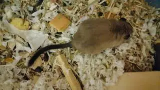 Песчанки Видео 32 Поздравляем с Рождеством!