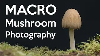 A Magical Morning of Mostly Macro Mushrooms   Woodland Macro Photography with the Nikon Z8