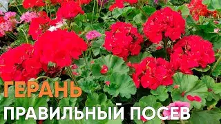 НЕ СЕЙТЕ ПЕЛАРГОНИЮ ПОКА НЕ ПОСМОТРИТЕ ВИДЕО!!! Герань зональная, тонкости посева!