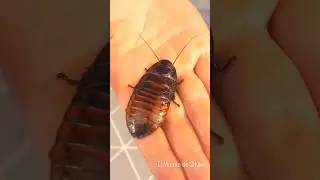 🪳Cucaracha Vs 20 Cigarros🚬
