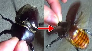 Japanese Horned Beetle  | カブトムシの飛ぶ姿