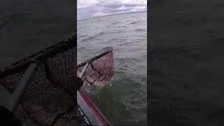 Tank Hyper Rattle Walleye 