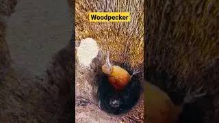 Planet Birds 