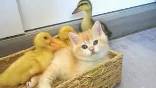 Ducklings want attention but Kitten Loki ignored them