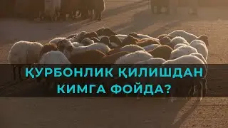 Қурбонлик қилишдан кимга фойда?