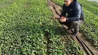 Редис. Начало плодоношения