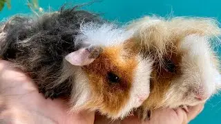 Sabia que tem porquinhos de pelo longo? Entenda um pouco mais sobre a variedade e a origem!