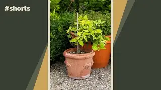 How to grow a citrus tree in a cold climate 