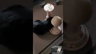 It's Caturday! They love their new toy #cat #cats #funnycatvideos #funnycat #catlovers #temu