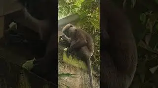 හොරගෙඩියො ටික උදෙන්ම වත්තට ඇවිත්  🐵🐵🐵🍌🍈| Monkeys in the Garden