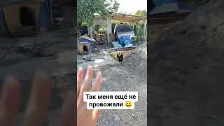 Так меня ещё не провожали😄😳 #блогер #путешествие #животные #юмор