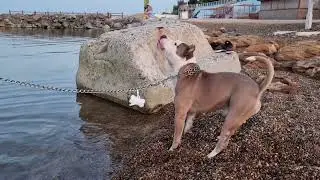 Стафф убийца на море))