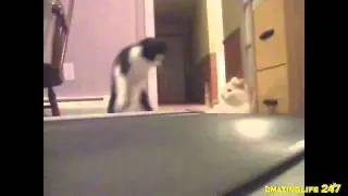 Секретная жизнь котов