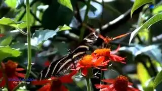BERNWARD KOCH - Gentle Wings