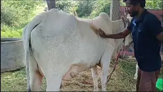 ఒంగోలు ఆవు ఆడ దూడతో అమ్మకానికి | Ongole cow for sale in Telangana ‎@purnafarms 