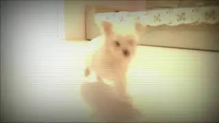 VID 20171215 16564300