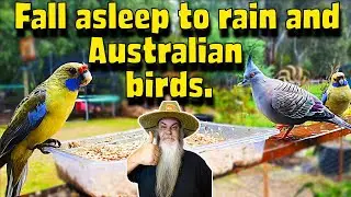 4K Australian Birds & Rain Video I sleep to. ASMR Afternoon in MY Garden.
