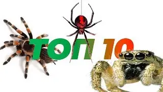 Top 10 spiders to keep at home.