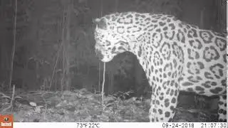 Cámara trampa capta el rugido de un jaguar en los bosques de Panamá