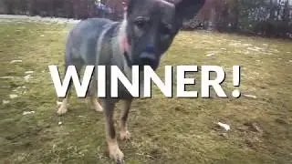 German Sheperd vs Chinese Crested Powderpuff - Candy Catching