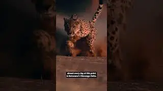 Photo Stories: The Mother Cheetah