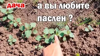 Дача.Крыжовник и смородину ест огневка что делать?Прошел дождь огород зарастает.А я сижу с малышом