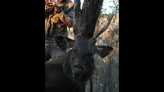 Australian Sambar Deer