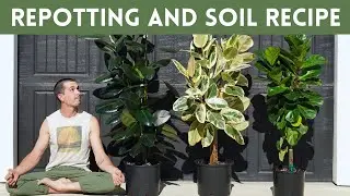 Ficus Elastica Repot and Best Soil Recipe For Rubber Tree